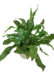 Madárfészekpáfrány (Asplenium nidus) gondozása, ápolása - Sétány Virág Kecskemét