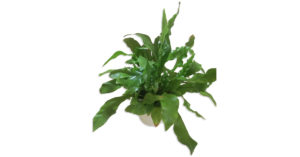 Madárfészekpáfrány (Asplenium nidus) gondozása, ápolása - Sétány Virág Kecskemét