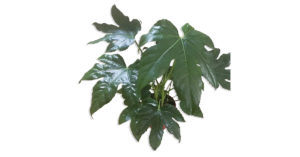 Szoba arália (Fatsia Japonica) gondozása, ápolása - Sétány Virág Kecskemét