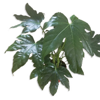 Szoba arália (Fatsia Japonica) gondozása, ápolása - Sétány Virág Kecskemét