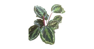 Szobanövény Festett zebralevél (Calathea picturata) gondozása, ápolása - Sétány Virág Kecskemét