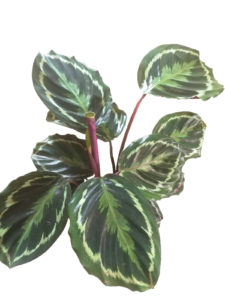 Festett zebralevél (Calathea picturata) - Sétány Virág Kecskemét