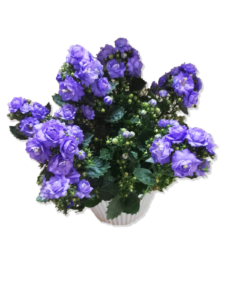 Campanula - gondozása, ápolása - Sétány Virág Kecskemét