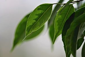 Csüngő ágú fikusz (Ficus benjamina) gondozása, ápolása - Sétány Virág Kecskemét